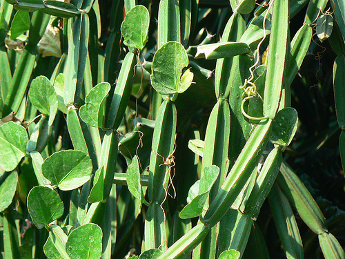 cissus